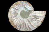 Agatized Ammonite Fossil (Half) - Madagascar #79718-1